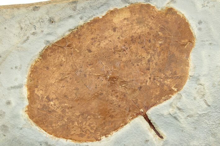 Fossil Leaf (Zizyphoides) - Montana #223815